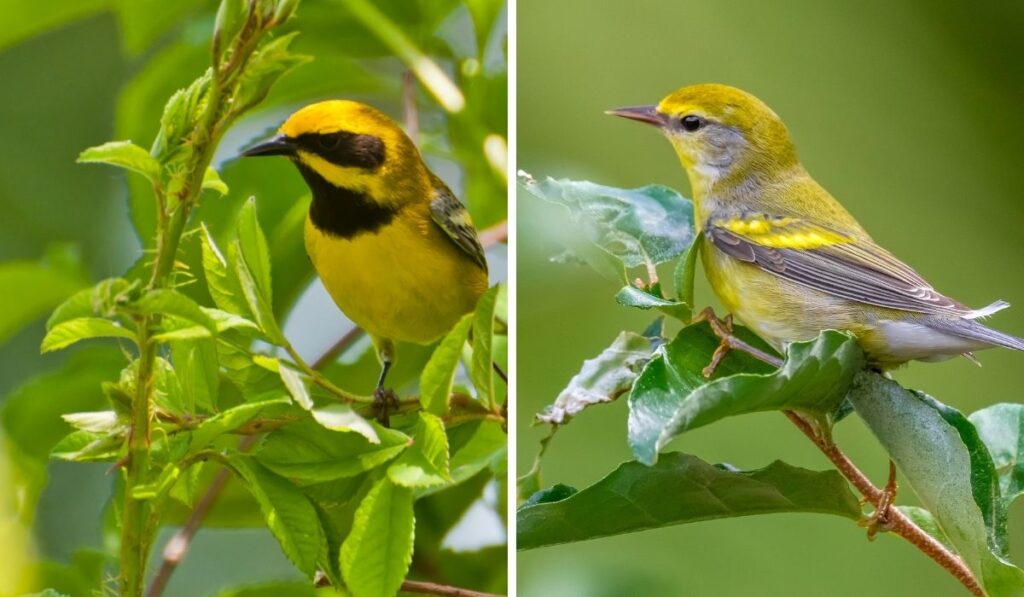 Lawrence’s and Brewster’s Warblers