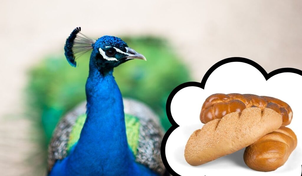 Peacocks-and-Bread