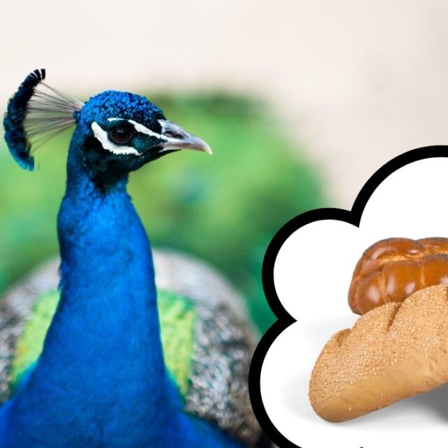 Do Peacocks Eat Snakes? Farmhouse Guide