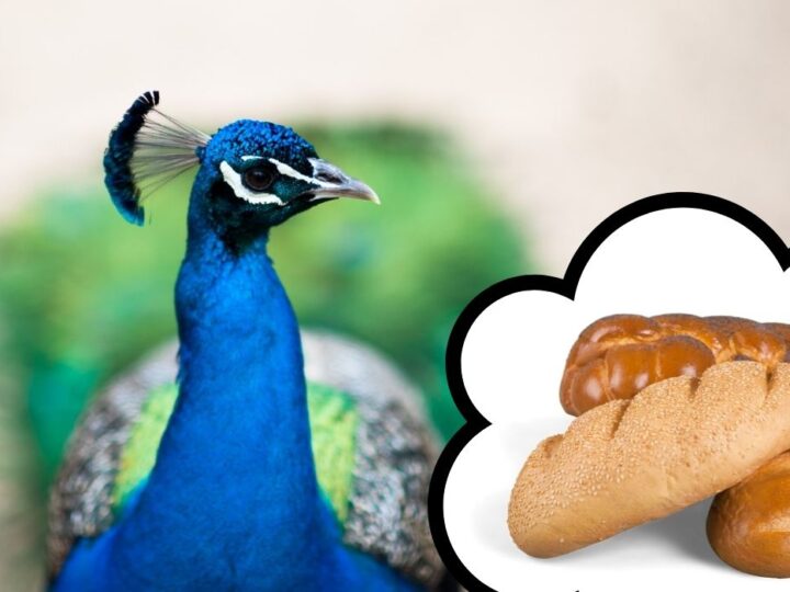 Do Peacocks Eat Snakes? Farmhouse Guide