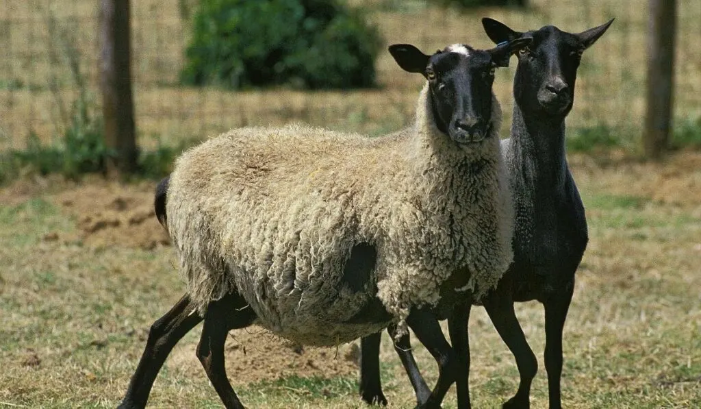 9 Sheep Breeds That Don T Need Shearing Farmhouse Guide
