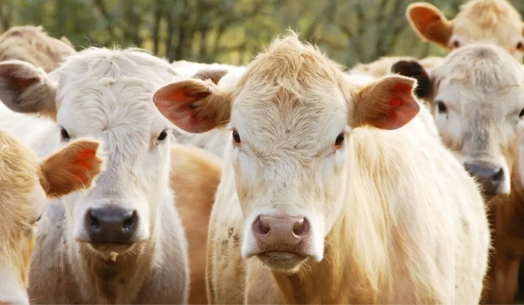 Cow Steer Or Heifer What S The Big Difference Farmhouse Guide