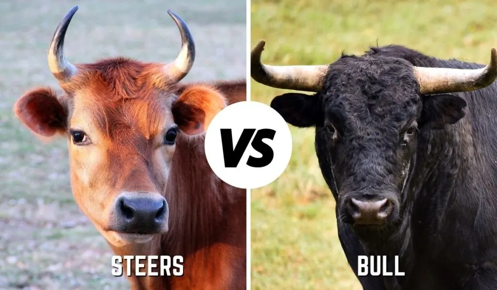 Cow Steer Or Heifer What S The Big Difference Farmhouse Guide