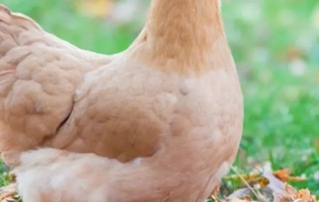 An Ultimate Guide to Yellow Chicken Breeds