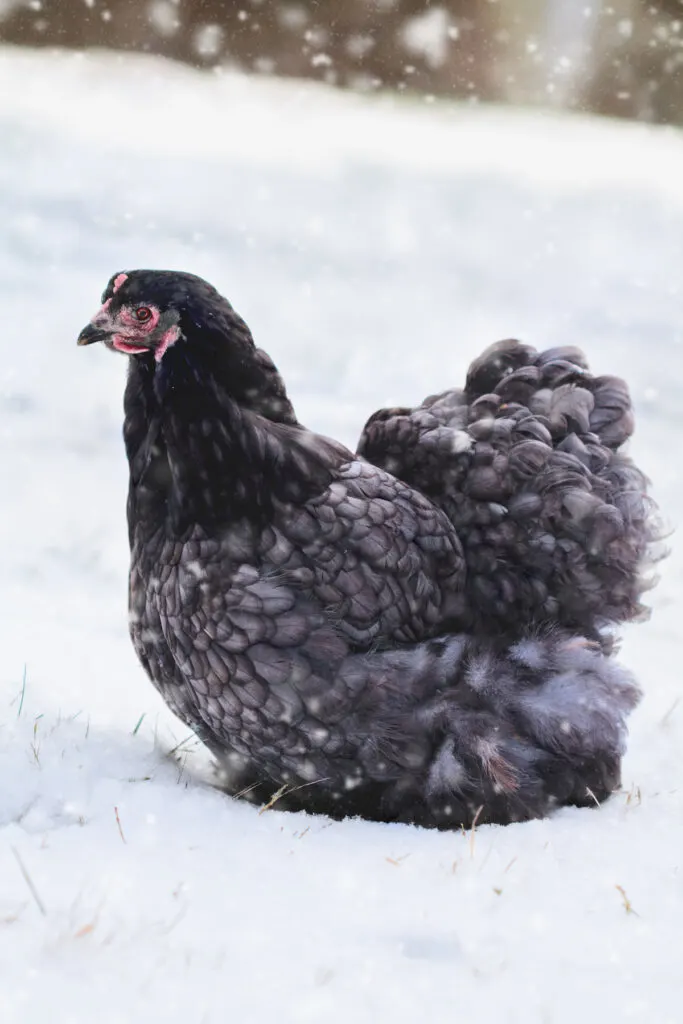 blue cochin sitting on the snow