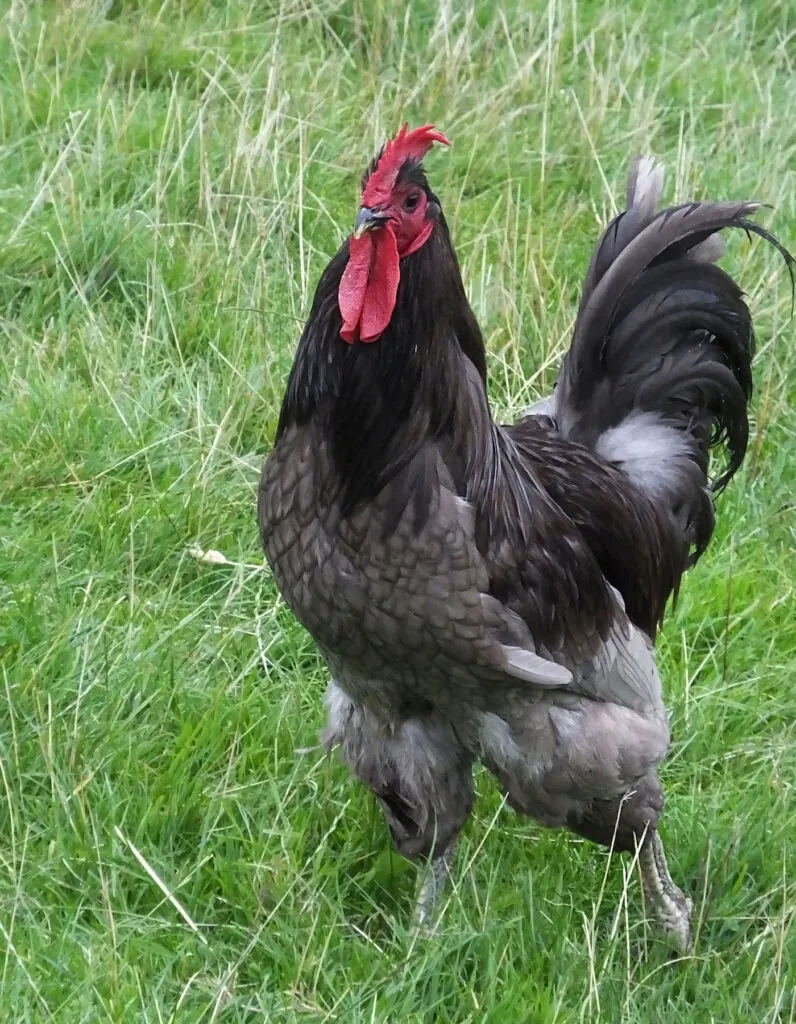 blue jersey giant chicken