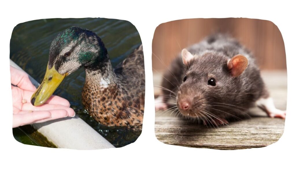 duck and mice
