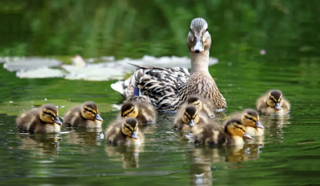 mother duck and ducklings