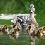 Do Ducks Have Periods? (9 Facts About Ducks Reproductive Cycle)
