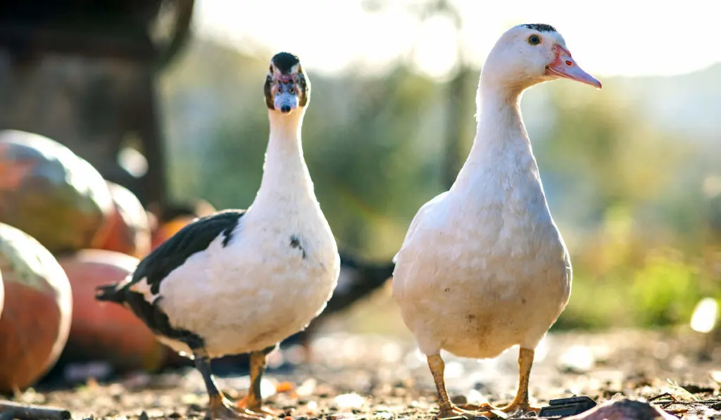 2 magpie ducks walking