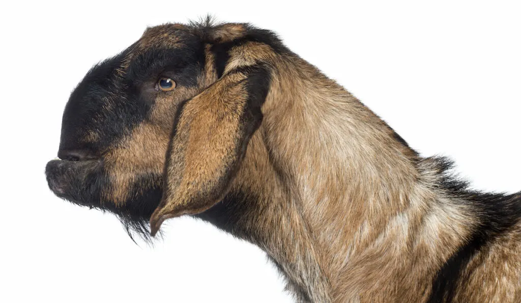 anglo nubian goat