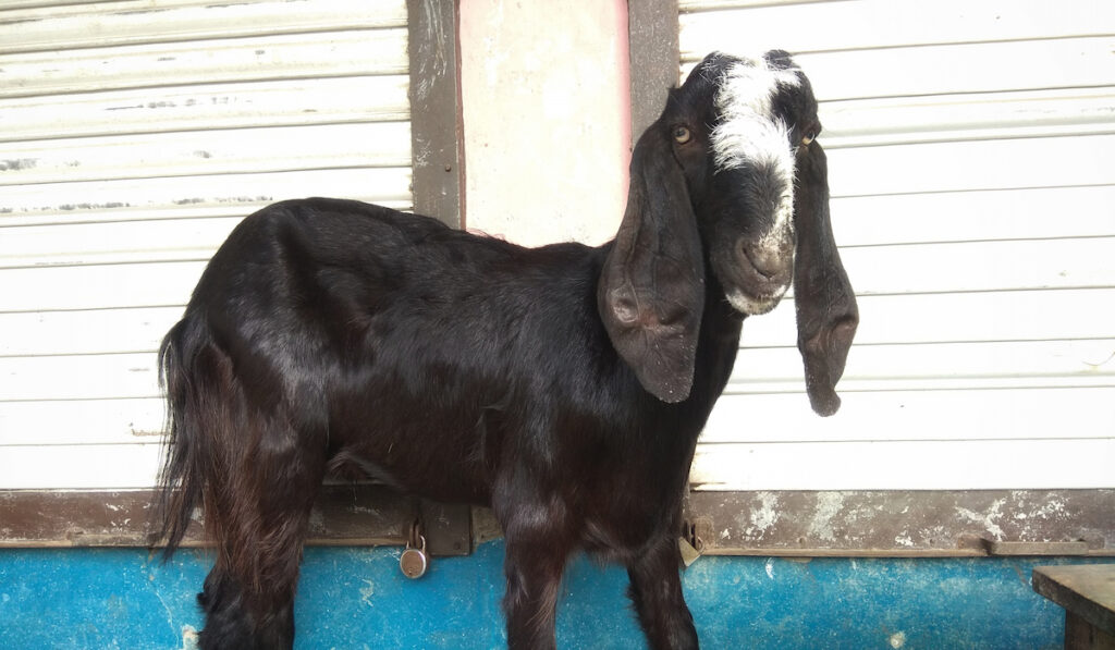 Beetal goat breed 