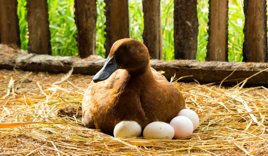 brown duck sitting on eggs