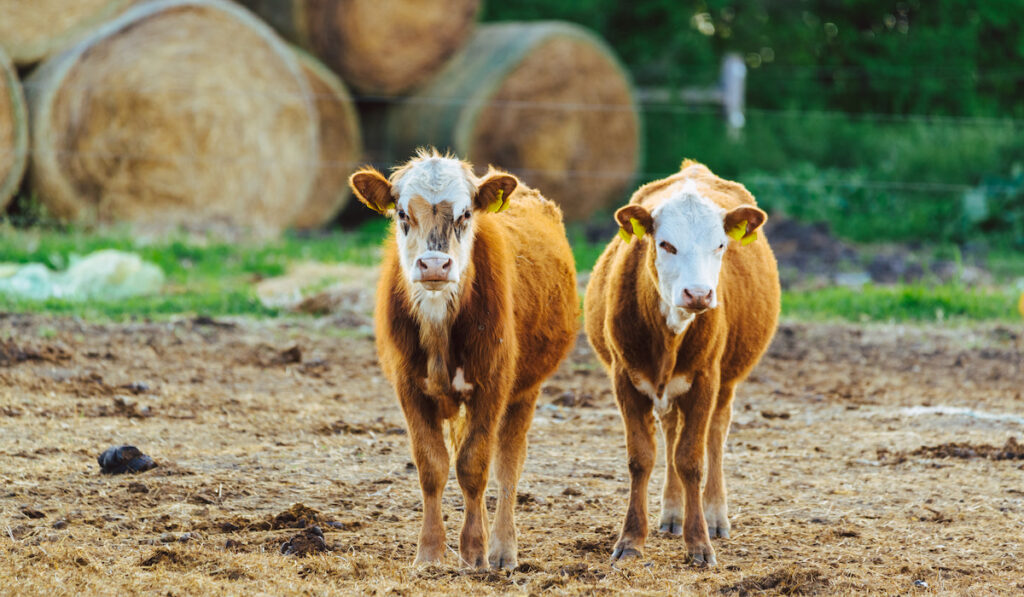 calves in farm