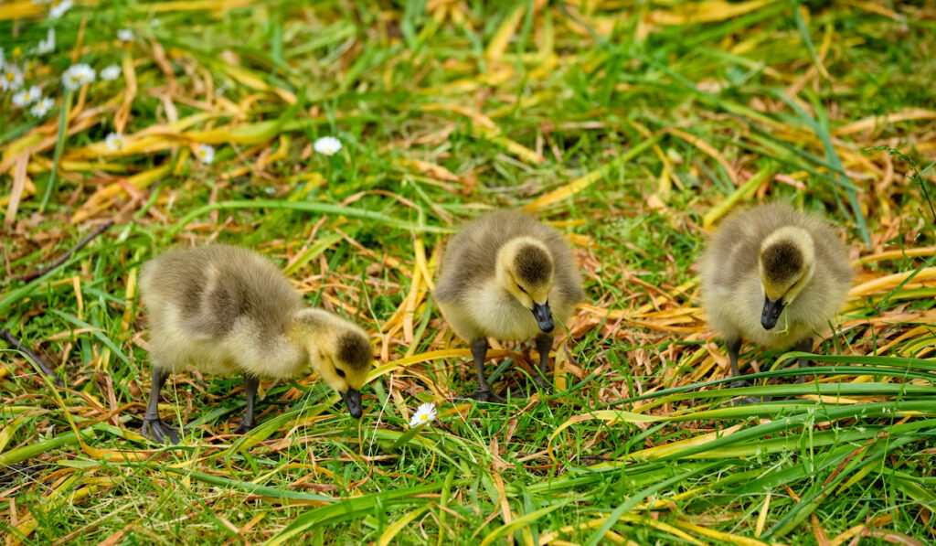 canadian goose chicks