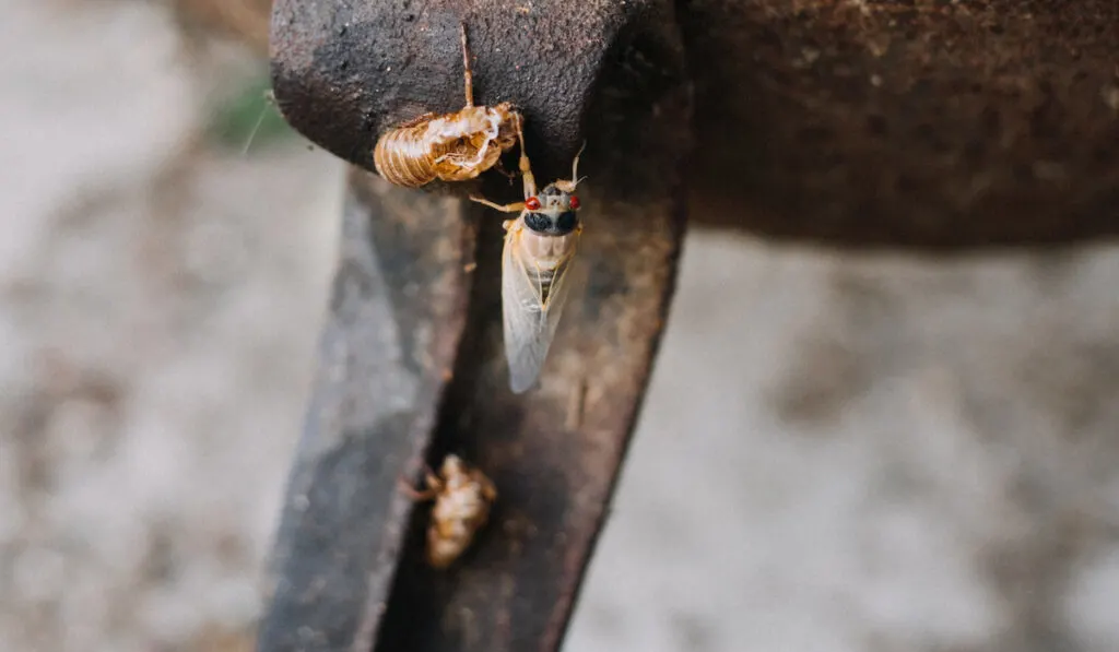 cicada insect