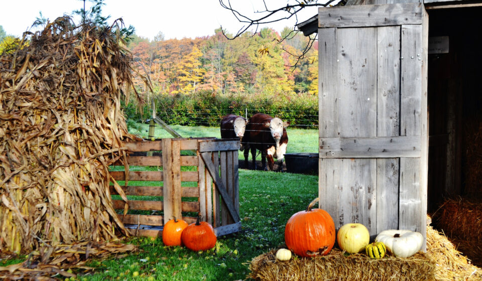 Can Cows Eat Pumpkin? Farmhouse Guide