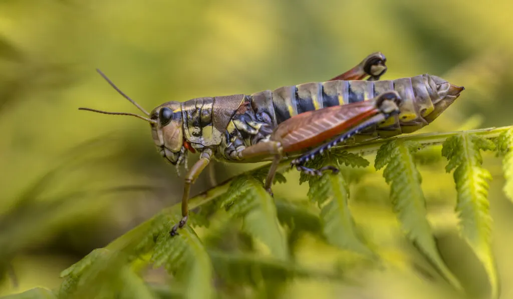 cricket