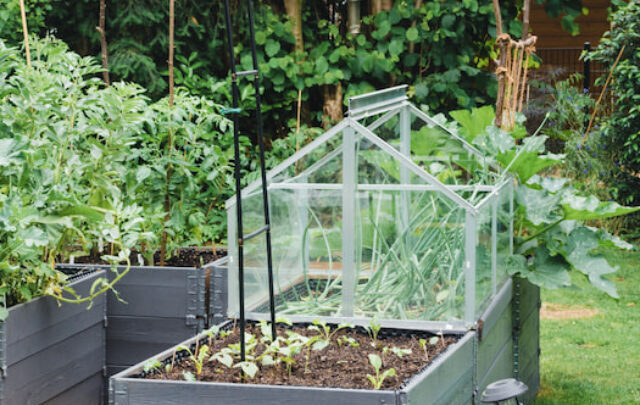 cropped-raised-garden-beds-ee220512.jpg