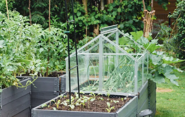 cropped-raised-garden-beds-ee220512.jpg
