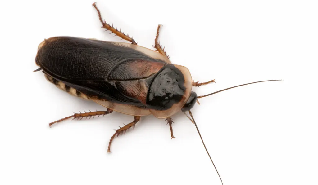 dubia roach