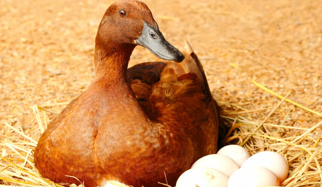 duck sitting on eggs