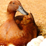 Will a Goose Sit on Bad Eggs (and 9 Other Fun Facts About Goose Incubation)