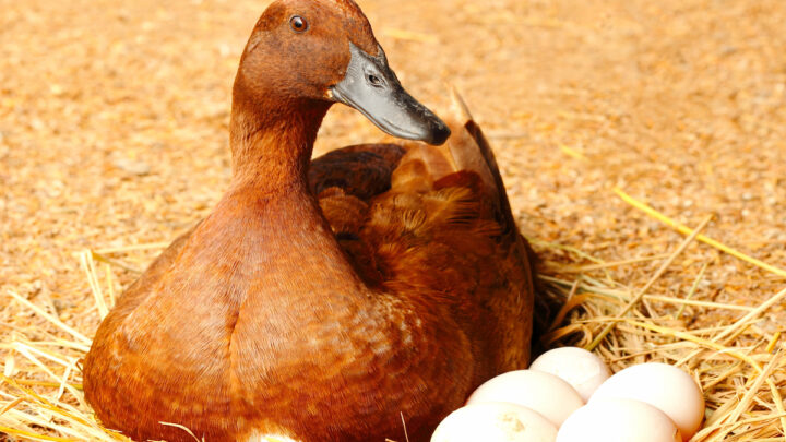 duck sitting on eggs