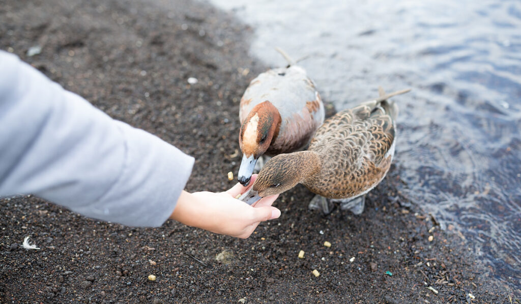 feeding duck near pond