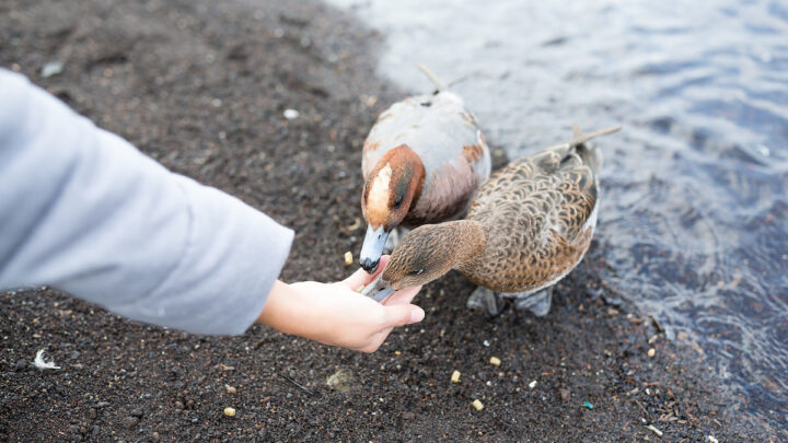 feeding duck near pond