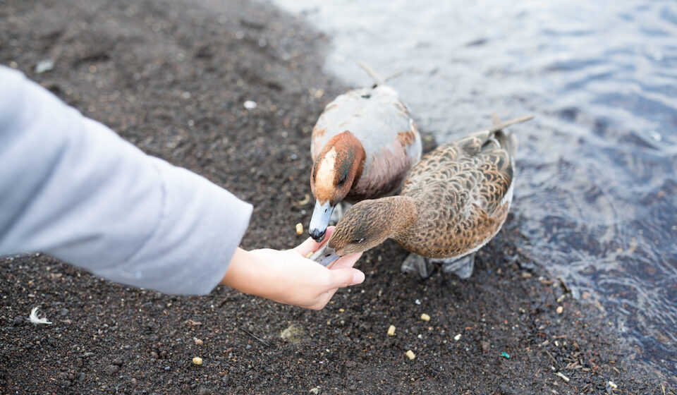 Can Ducks Eat Sunflower Seeds? Farmhouse Guide