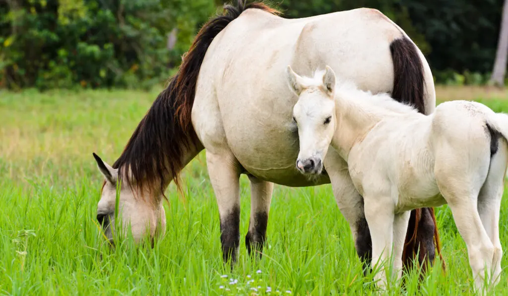 foal looking