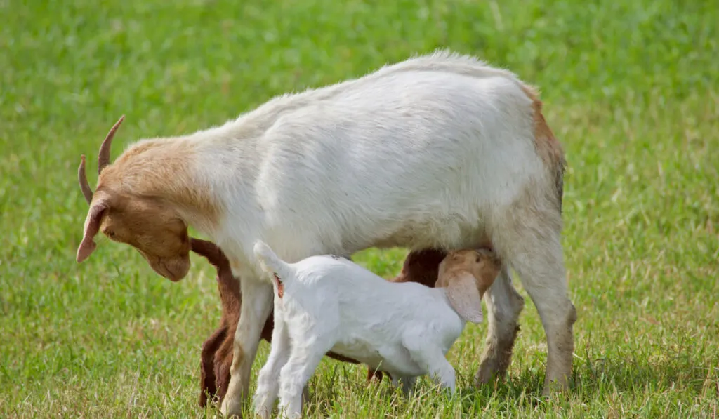goat feeding