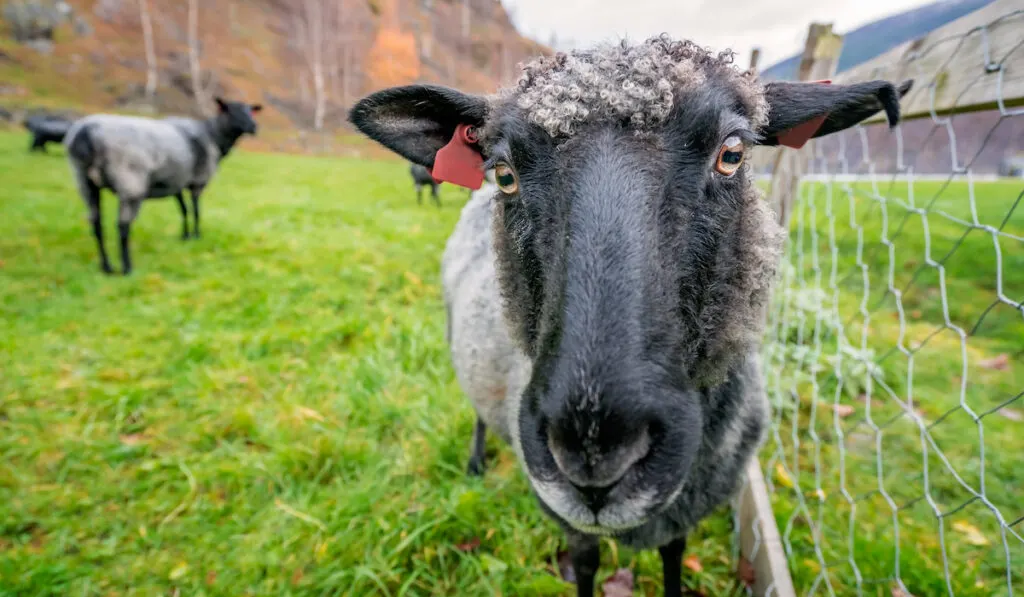 goat head close up