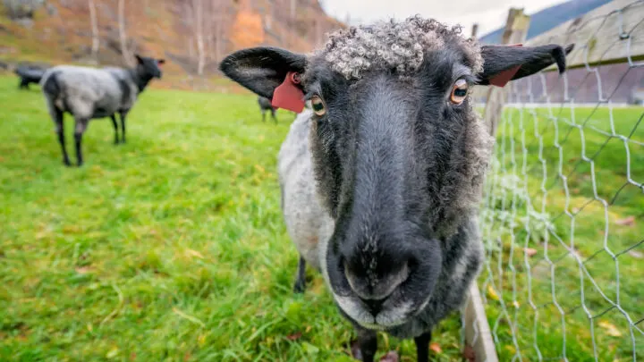 goat head close up