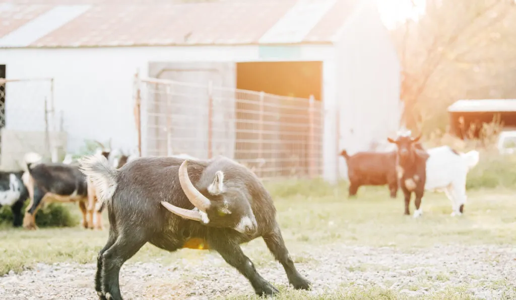 goat scratching