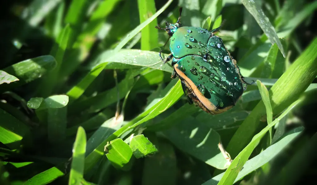 green june beetle