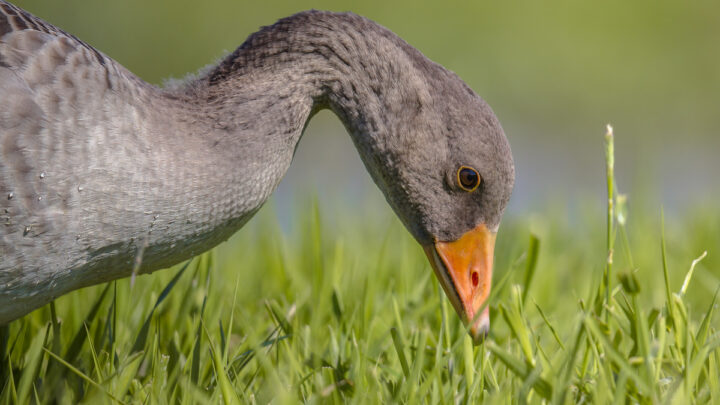 greylag goose looking for food