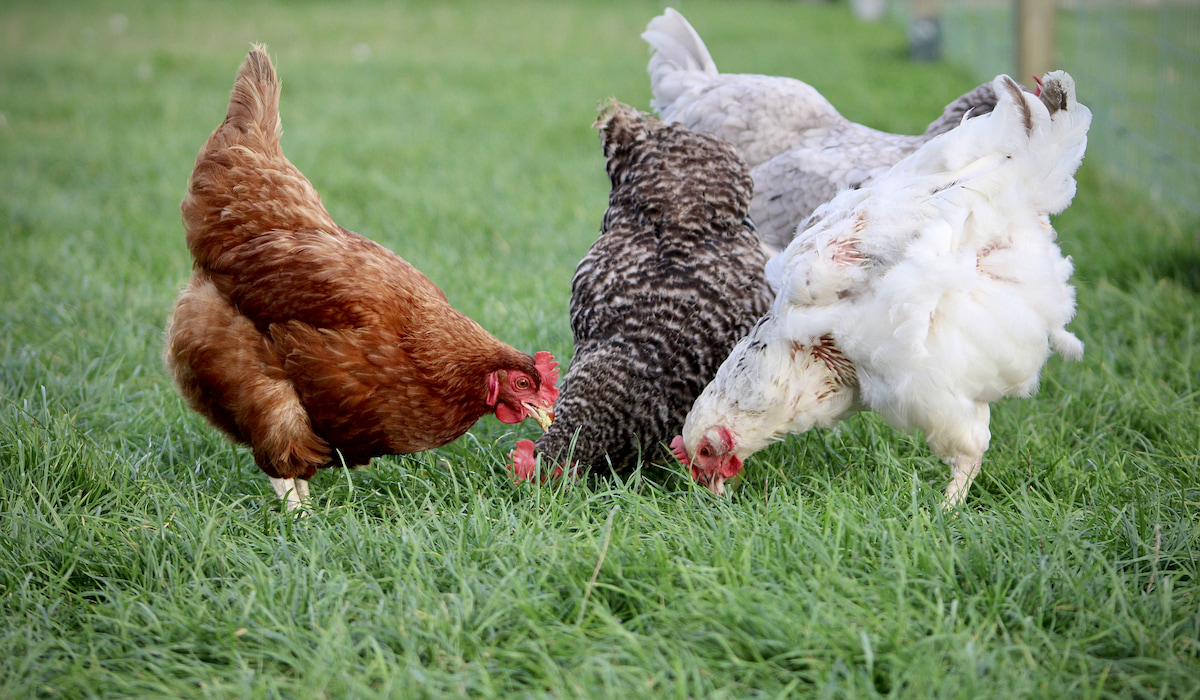 Are Chickens Carnivores, Omnivores or Herbivores? Farmhouse Guide