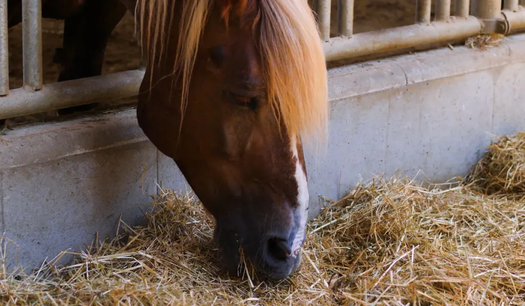 horse eating hay