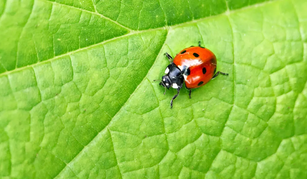 lady bug