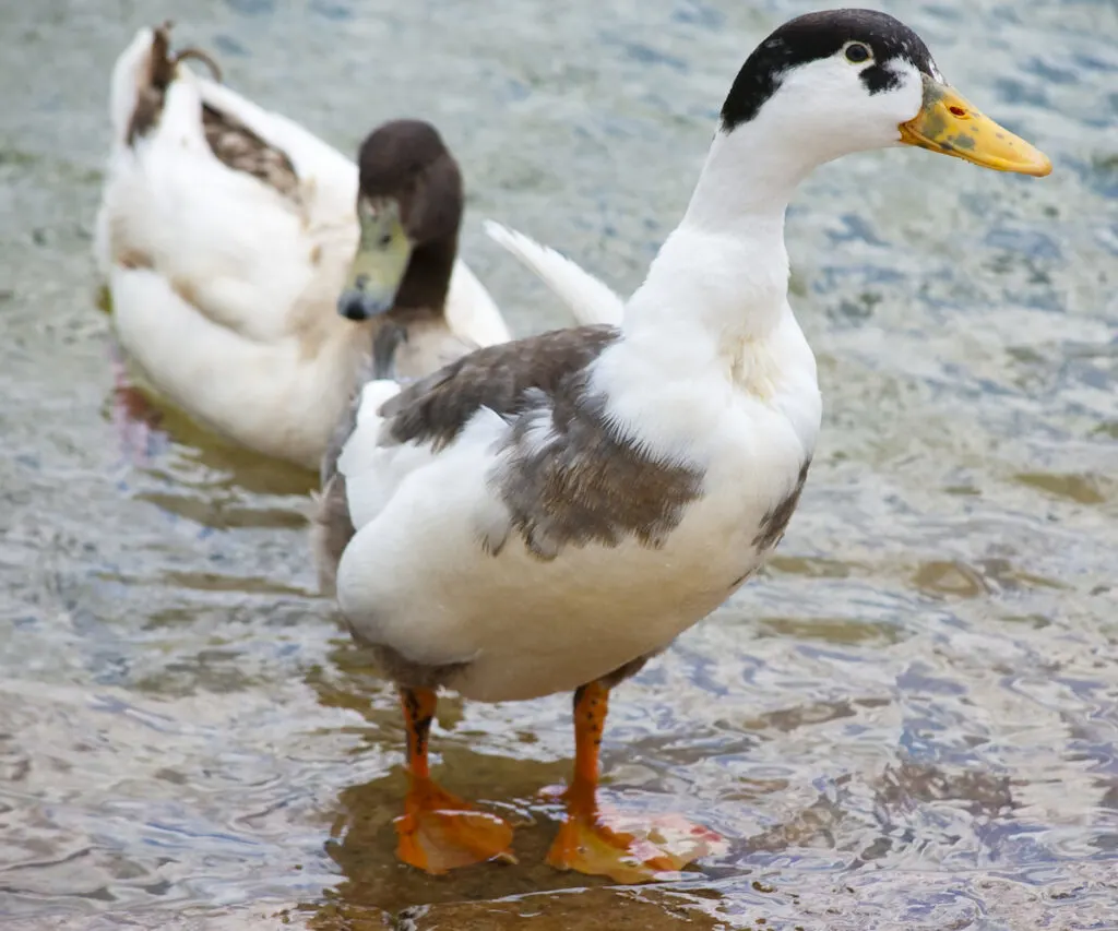 magpie ducks