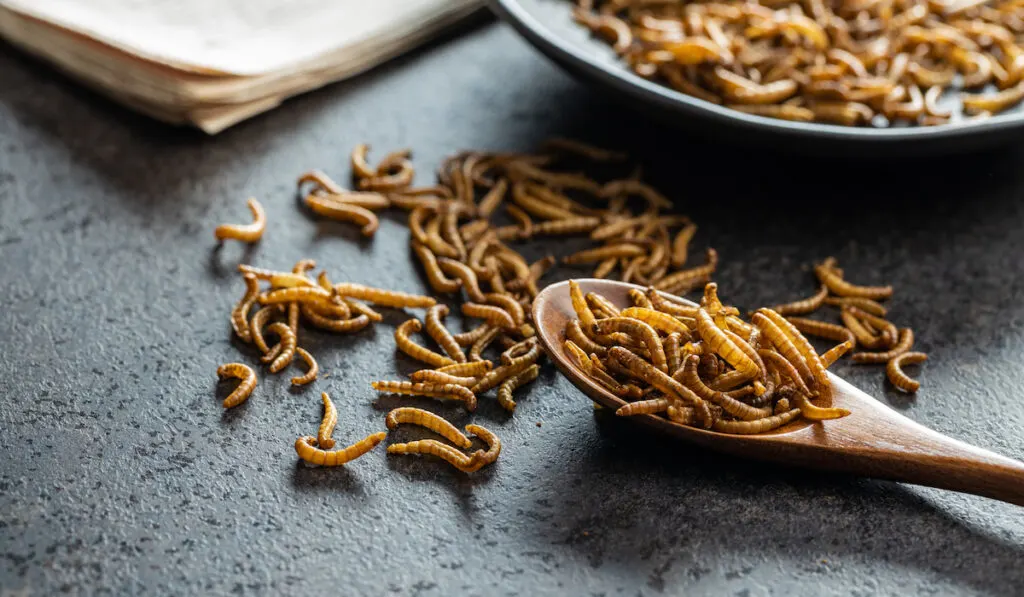 mealworms cooked