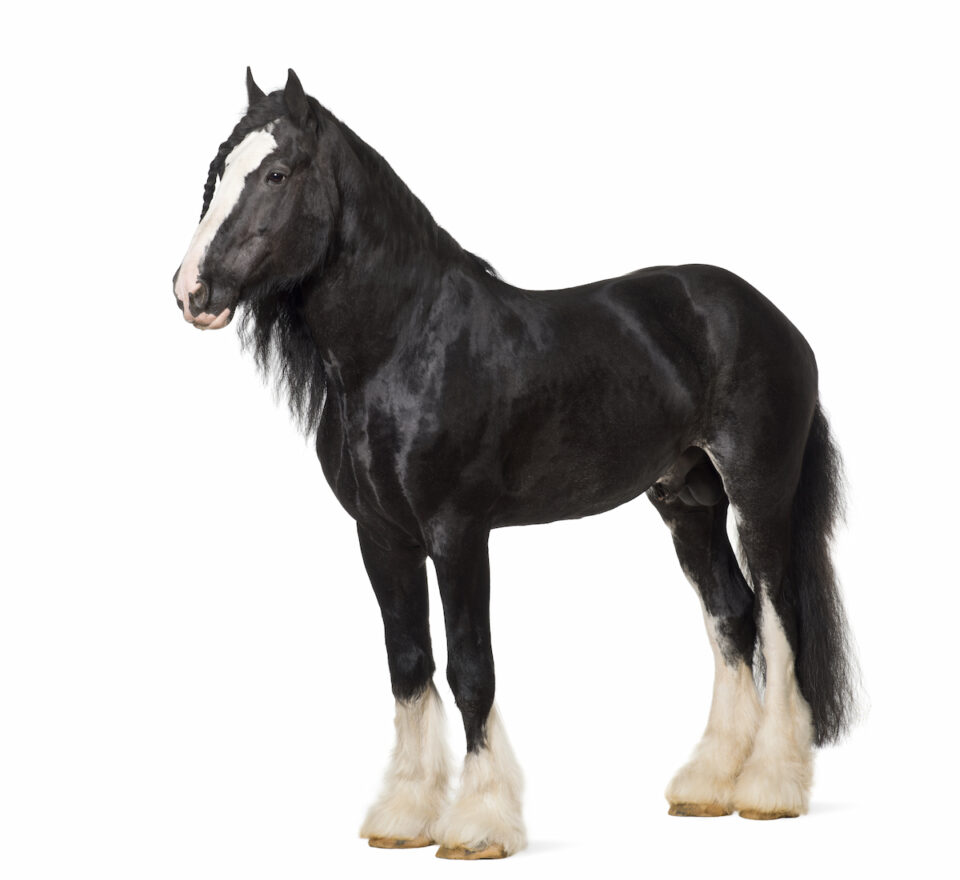 Black Draft Horse Breeds Farmhouse Guide