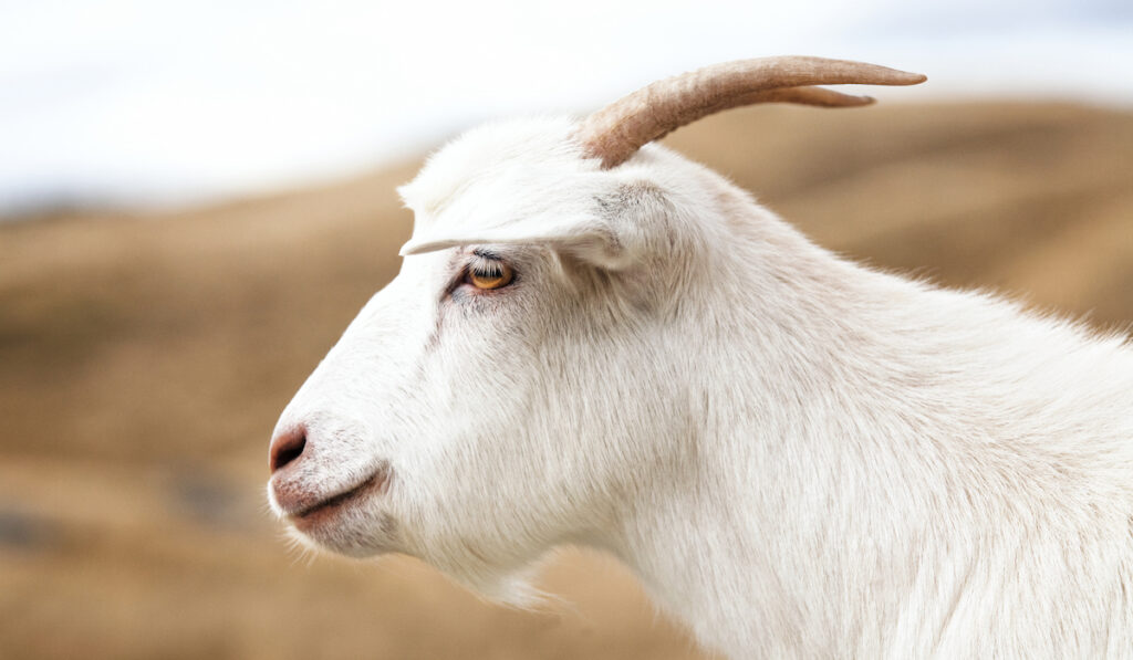 side view of goat 