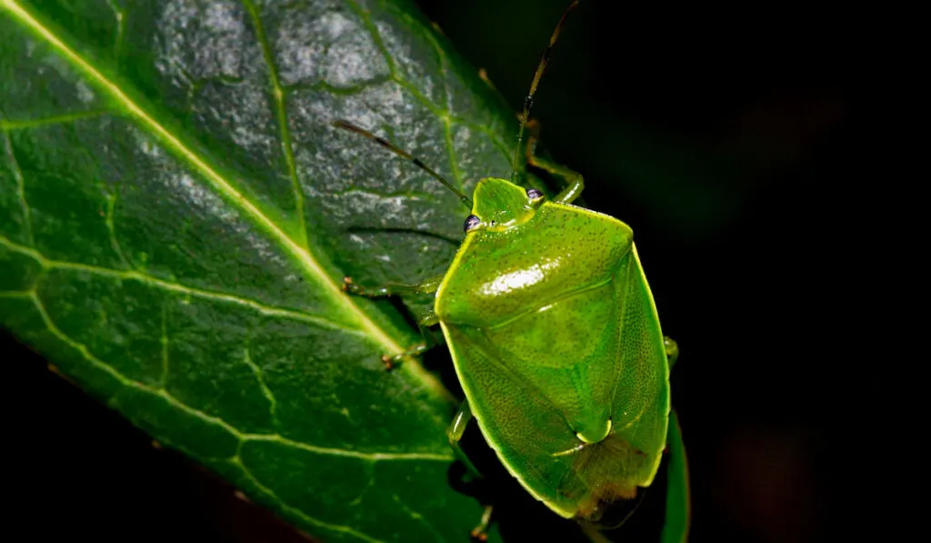 stink bug 