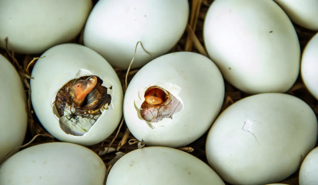 duck hatching