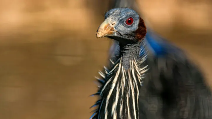 vulturine guinea fowl