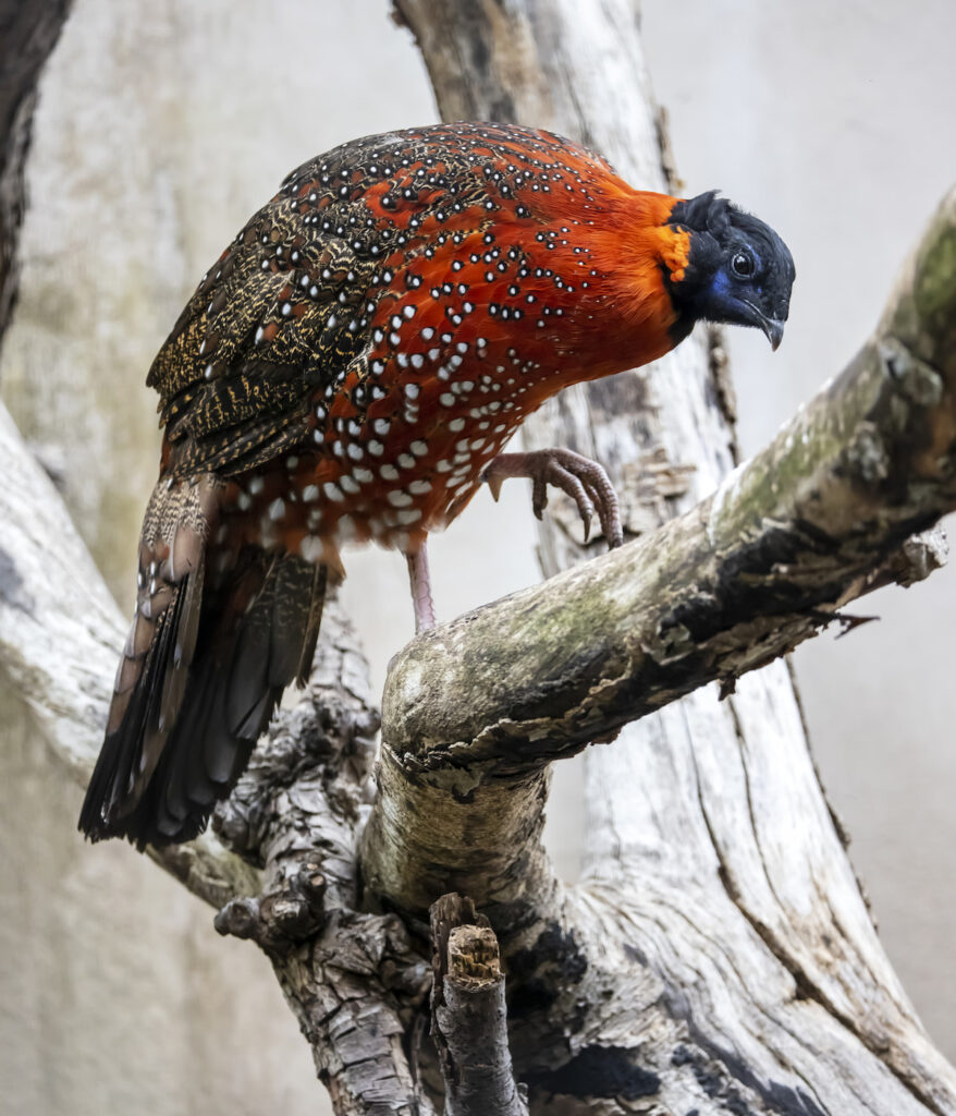 Temminck's Tragopans pheasant 