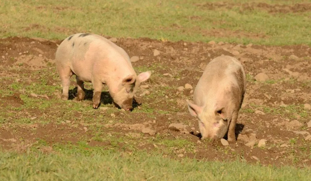 Yorkshire pigs finding food in the mud